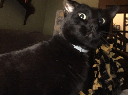 Yoda, a black hair cat with a surprised / insistent face.