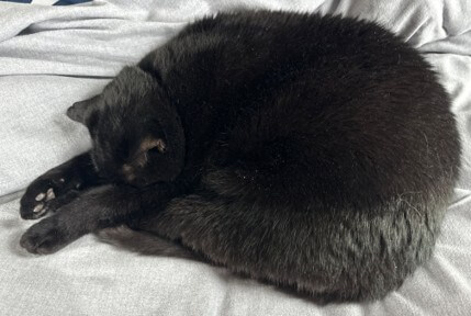 Yoda, a black cat lying sleeping on a bed, with his face covered by his outstretched paws