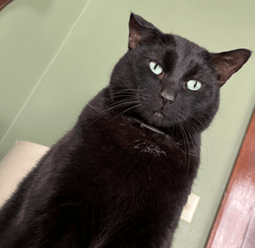 Yoda a black short hair cat sitting with his ears up.